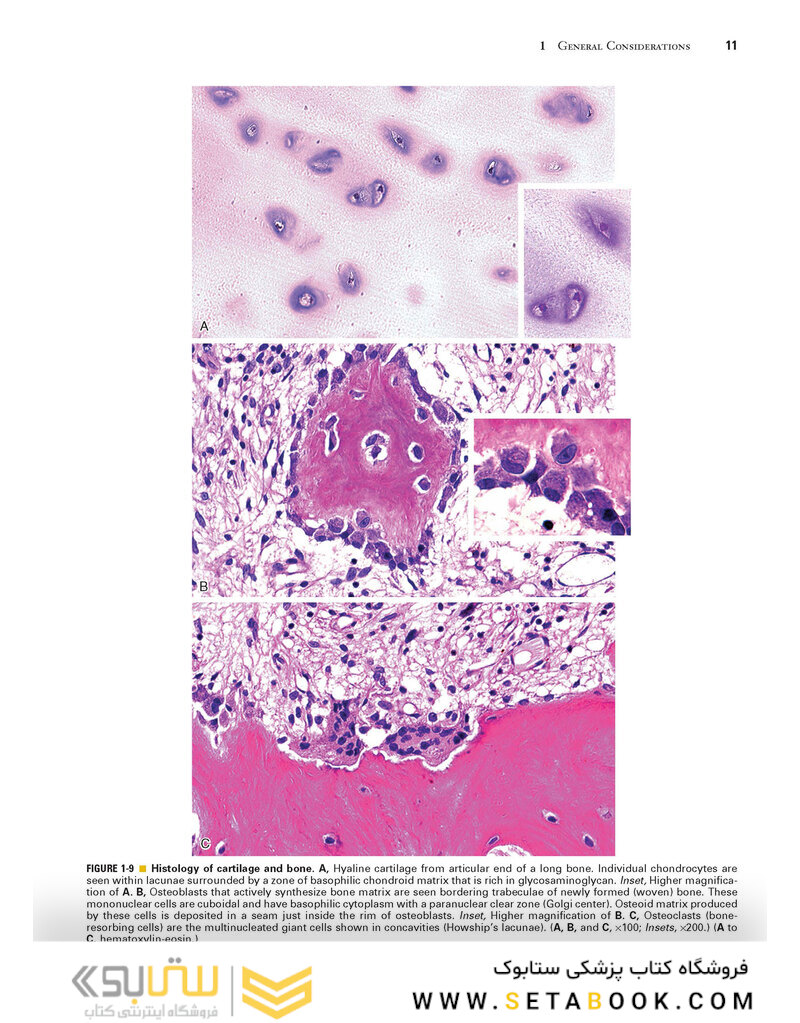 Dorfman and Czerniak