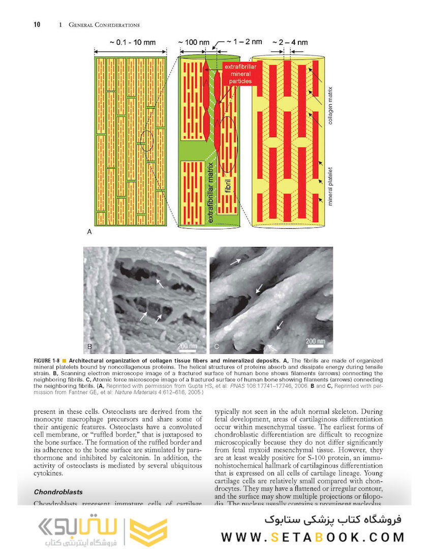 Dorfman and Czerniak