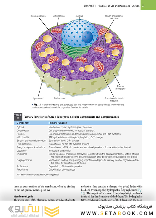 Berne - Levy Physiology (فیزیولوژی برن و لوی)