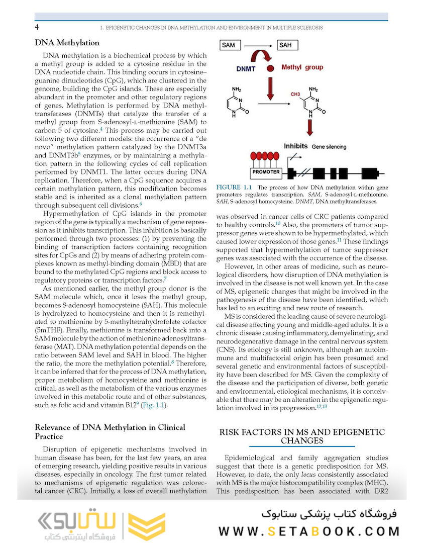 Nutrition and Lifestyle in Neurological Autoimmune Diseases : Multiple Sclerosis