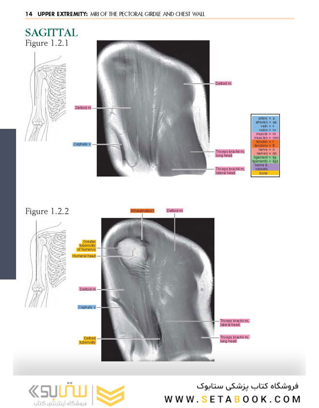Sectional Anatomy by MRI and CT