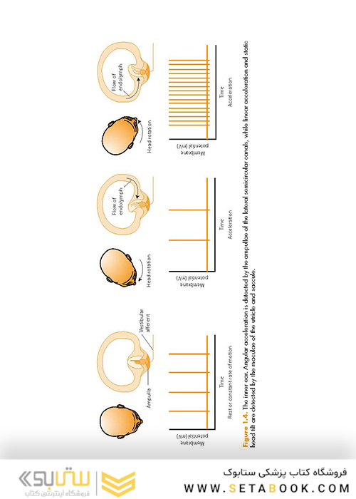 ENT: An Introduction and Practical Guide