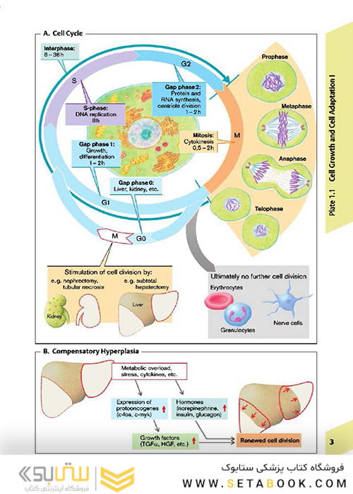 Color Atlas of Pathophysiology
