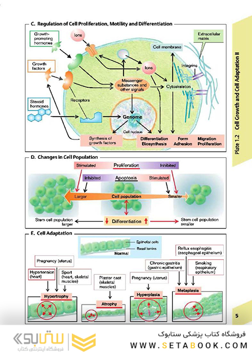 Color Atlas of Pathophysiology
