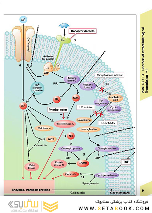 Color Atlas of Pathophysiology