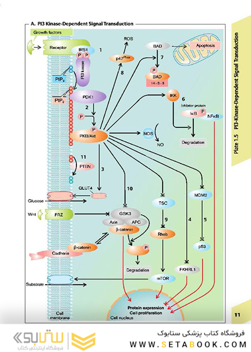 Color Atlas of Pathophysiology