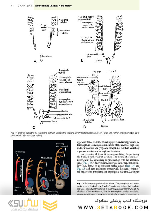  آسیب شناسی جراحی ارولوژیک نسخه 4 Urologic Surgical Pathology 2020