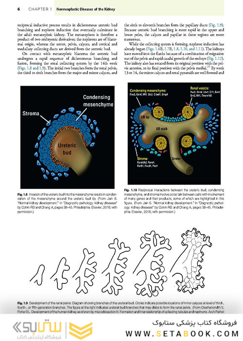  آسیب شناسی جراحی ارولوژیک نسخه 4 Urologic Surgical Pathology 2020