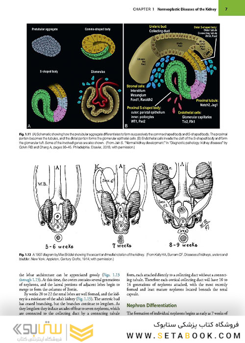  آسیب شناسی جراحی ارولوژیک نسخه 4 Urologic Surgical Pathology 2020