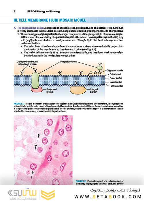 BRS Cell Biology and Histology (Board Review Series) Eighth Edition2019 کتاب زیست شناسی سلولی و بافت شناسی سلولی BRS 