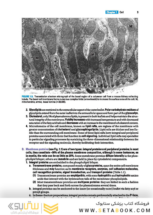 BRS Cell Biology and Histology (Board Review Series) Eighth Edition2019 کتاب زیست شناسی سلولی و بافت شناسی سلولی BRS 