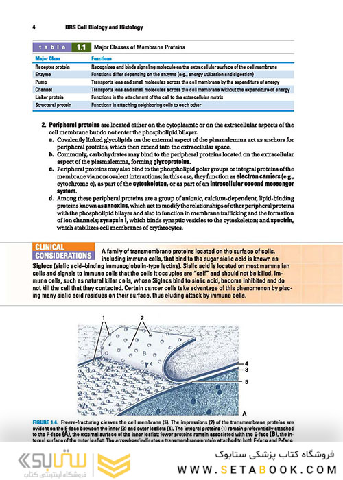 BRS Cell Biology and Histology (Board Review Series) Eighth Edition2019 کتاب زیست شناسی سلولی و بافت شناسی سلولی BRS 