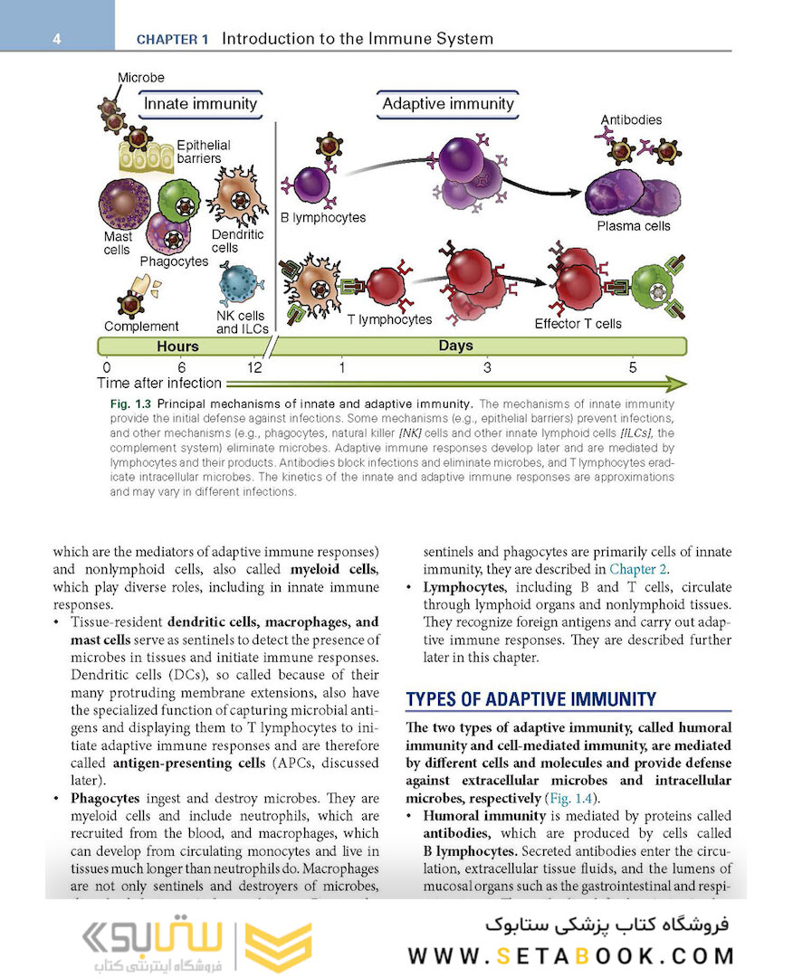 Basic Immunology: Functions and Disorders of the Immune System