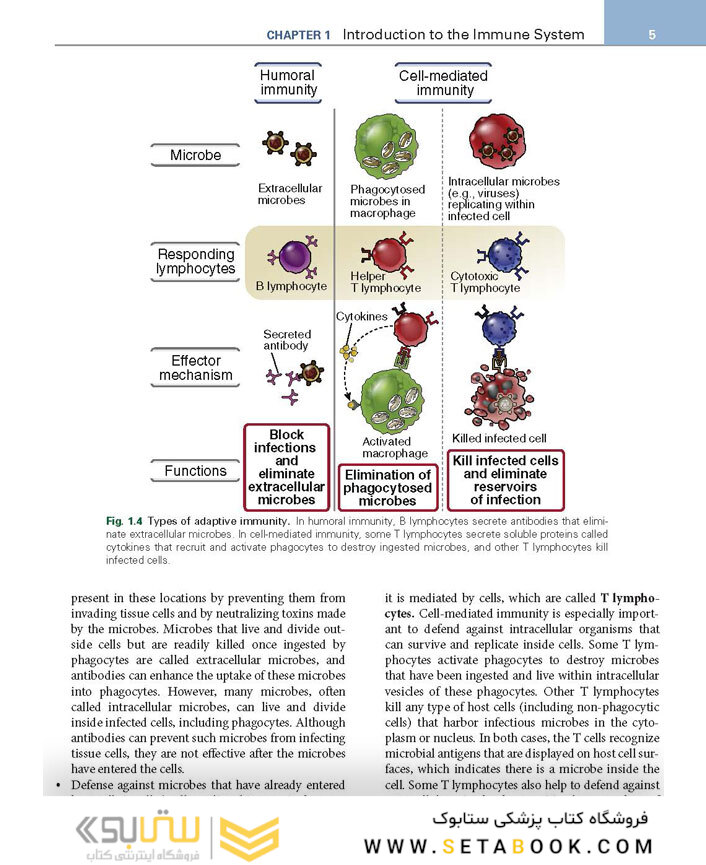 Basic Immunology: Functions and Disorders of the Immune System