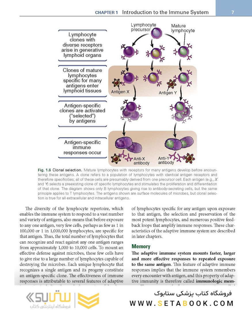 Basic Immunology: Functions and Disorders of the Immune System