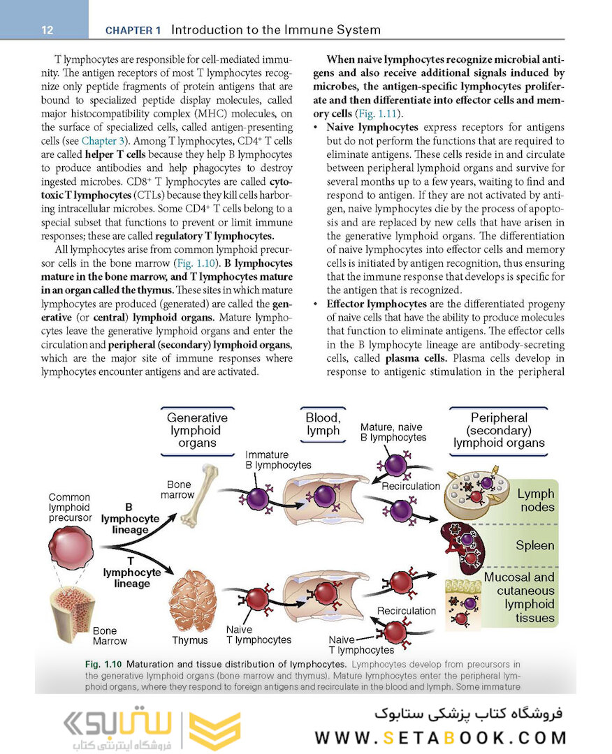 Basic Immunology: Functions and Disorders of the Immune System