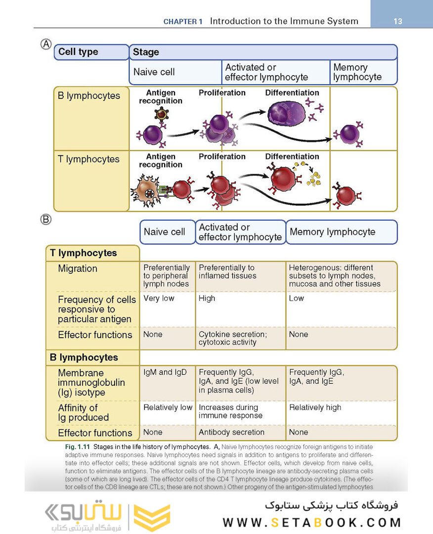 Basic Immunology: Functions and Disorders of the Immune System