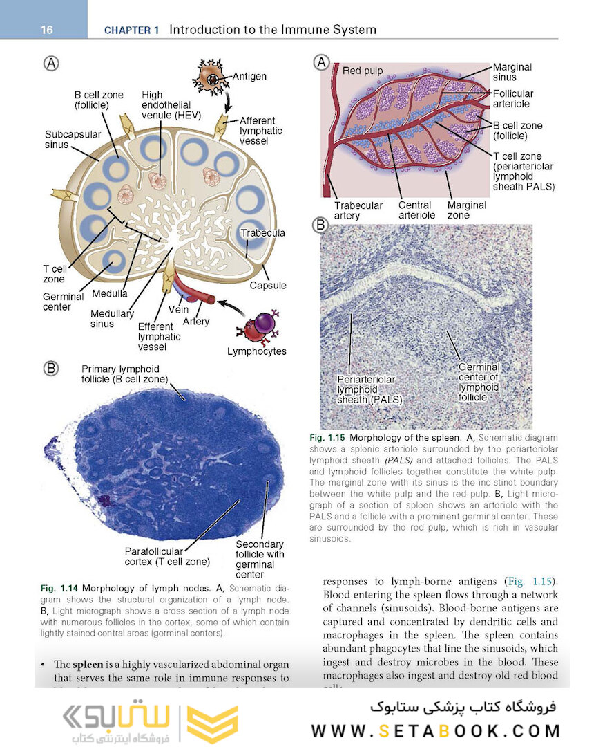 Basic Immunology: Functions and Disorders of the Immune System