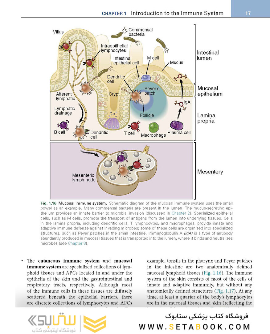 Basic Immunology: Functions and Disorders of the Immune System