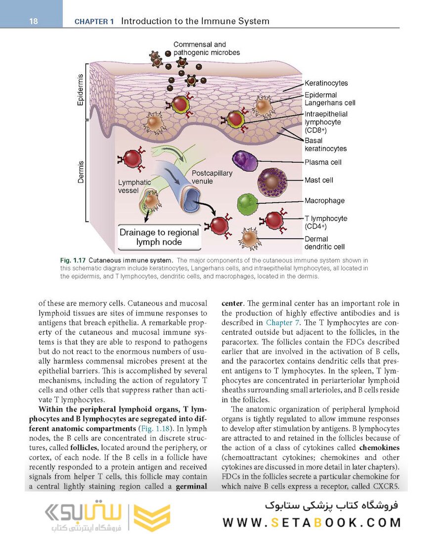 Basic Immunology: Functions and Disorders of the Immune System