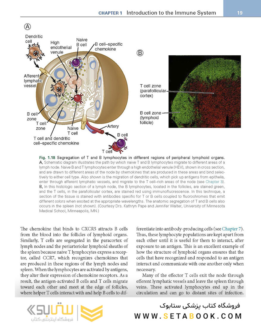 Basic Immunology: Functions and Disorders of the Immune System