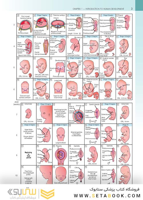 The Developing Human: Clinically Oriented Embryology 2019