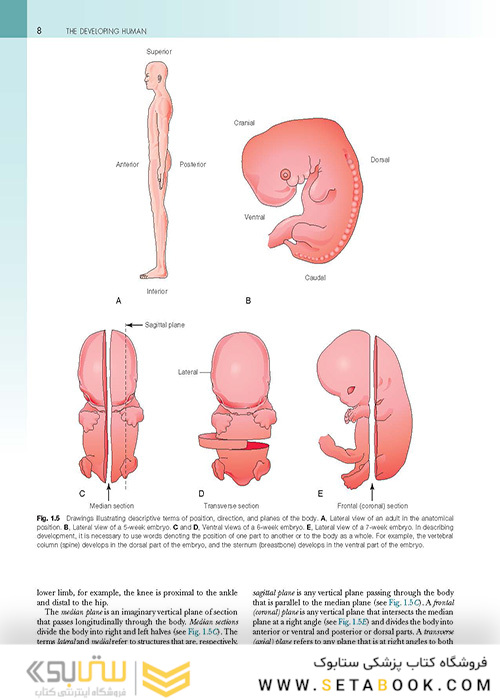 The Developing Human: Clinically Oriented Embryology 2019