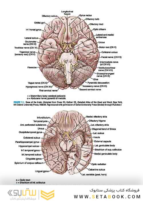 BRS Neuroanatomy (Board Review Series) Sixth Edition 2020 نوروآناتومی ویرایش ششم