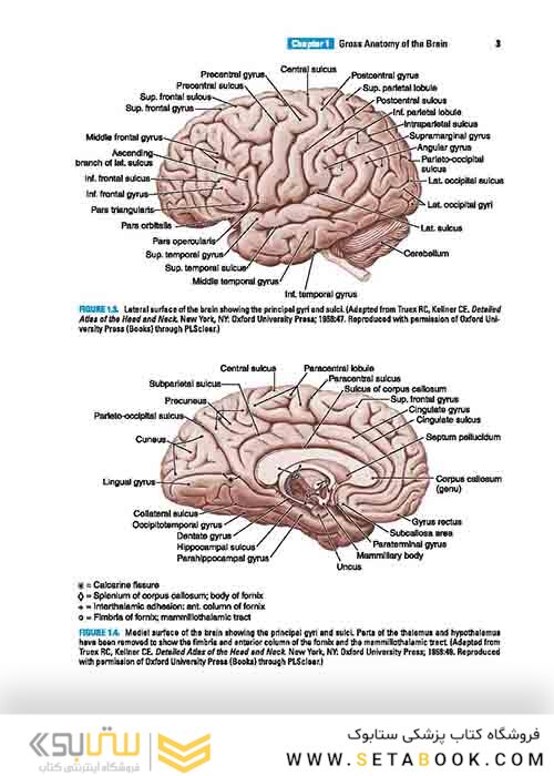 BRS Neuroanatomy (Board Review Series) Sixth Edition 2020 نوروآناتومی ویرایش ششم
