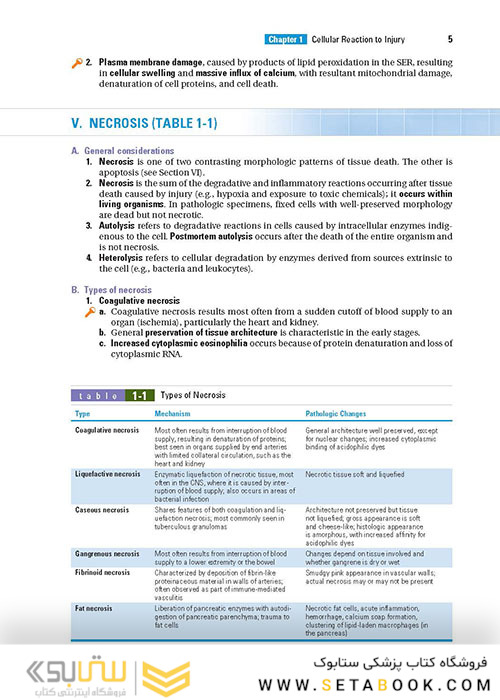BRS Pathology (Board Review Series) Fifth, North American Edition