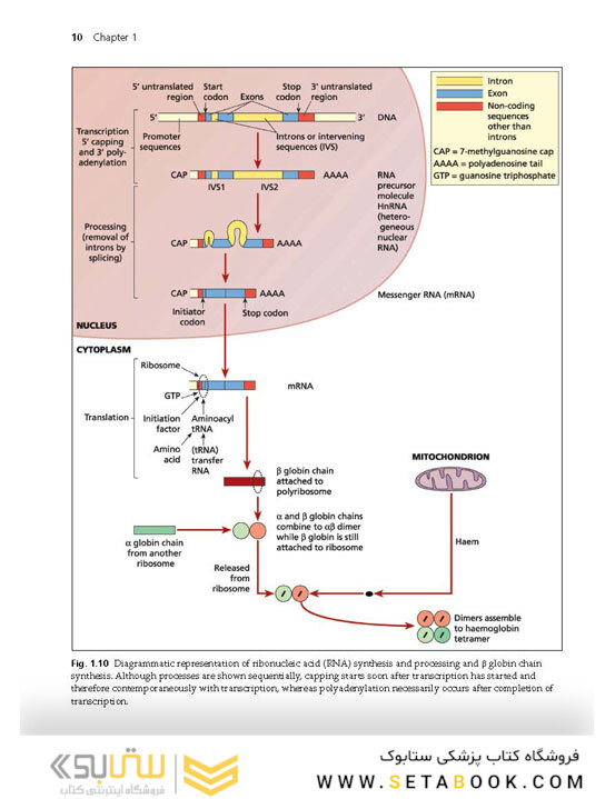 Haemoglobinopathy-Diagnosis-3rd-Edition