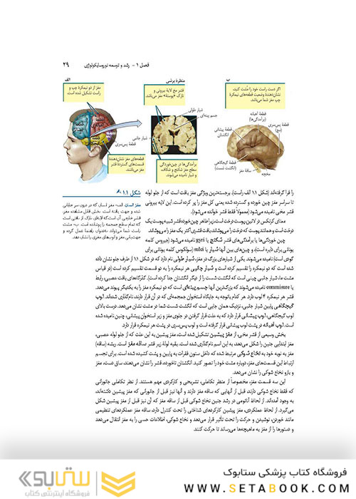 مبانی نوروسایکولوژی انسان جلد 1