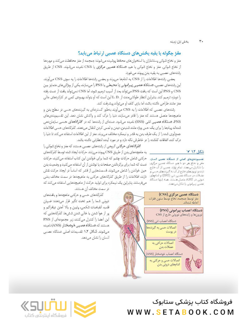 مبانی نوروسایکولوژی انسان جلد 1