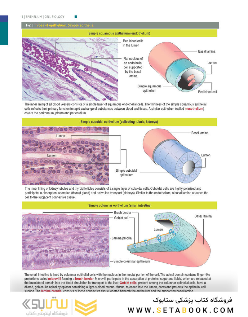 Histology and Cell Biology: An Introduction to Pathology 5th Edition 2020