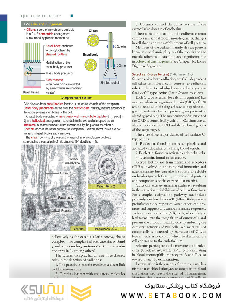 Histology and Cell Biology: An Introduction to Pathology 5th Edition 2020