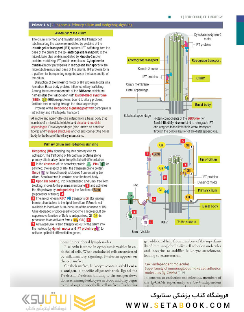 Histology and Cell Biology: An Introduction to Pathology 5th Edition 2020