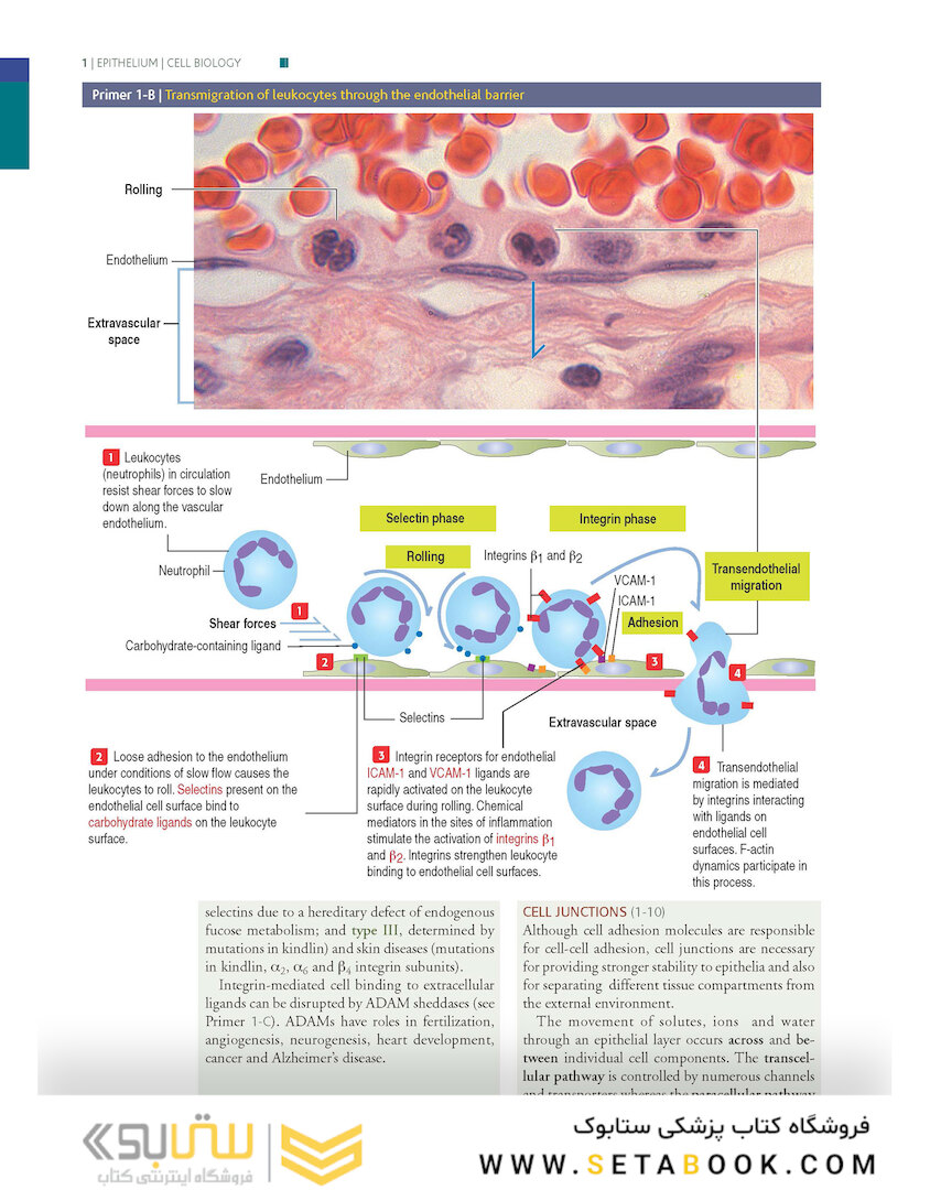 Histology and Cell Biology: An Introduction to Pathology 5th Edition 2020