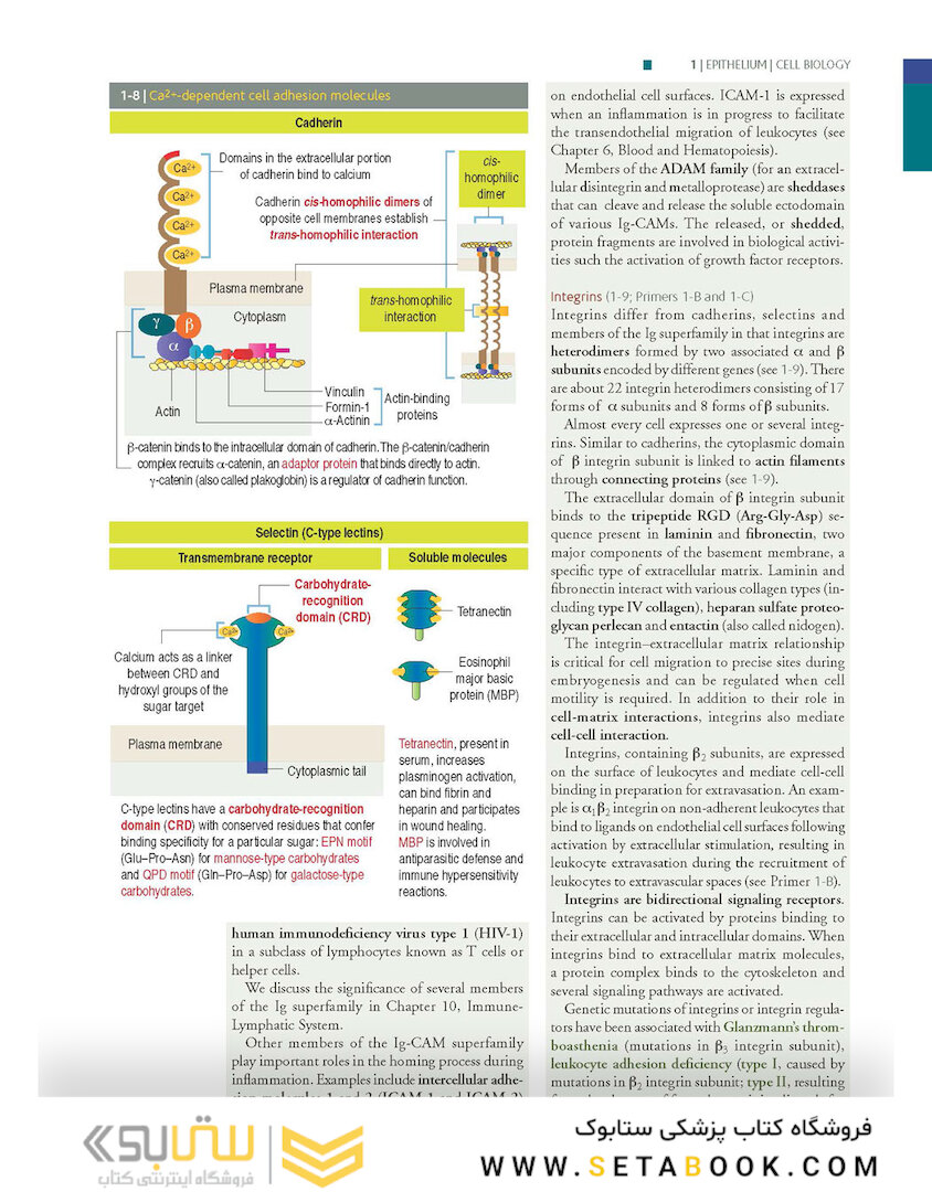 Histology and Cell Biology: An Introduction to Pathology 5th Edition 2020