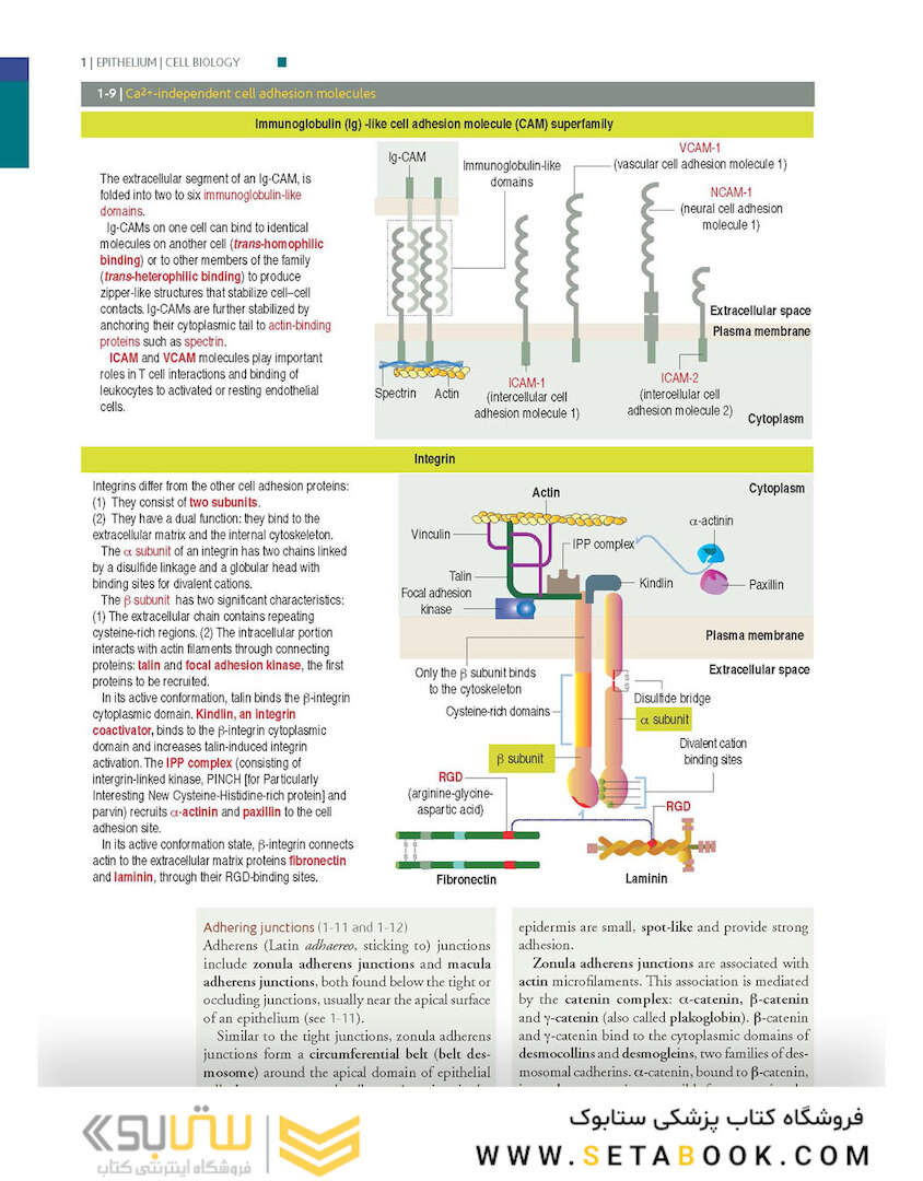 Histology and Cell Biology: An Introduction to Pathology 5th Edition 2020