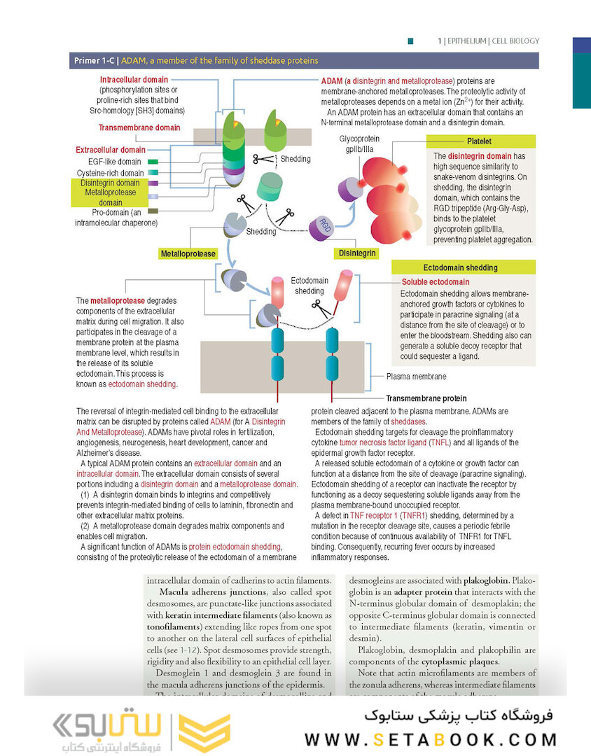 Histology and Cell Biology: An Introduction to Pathology 5th Edition 2020