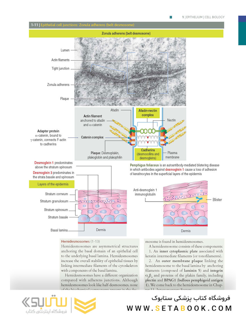 Histology and Cell Biology: An Introduction to Pathology 5th Edition 2020