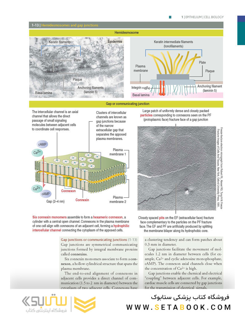 Histology and Cell Biology: An Introduction to Pathology 5th Edition 2020