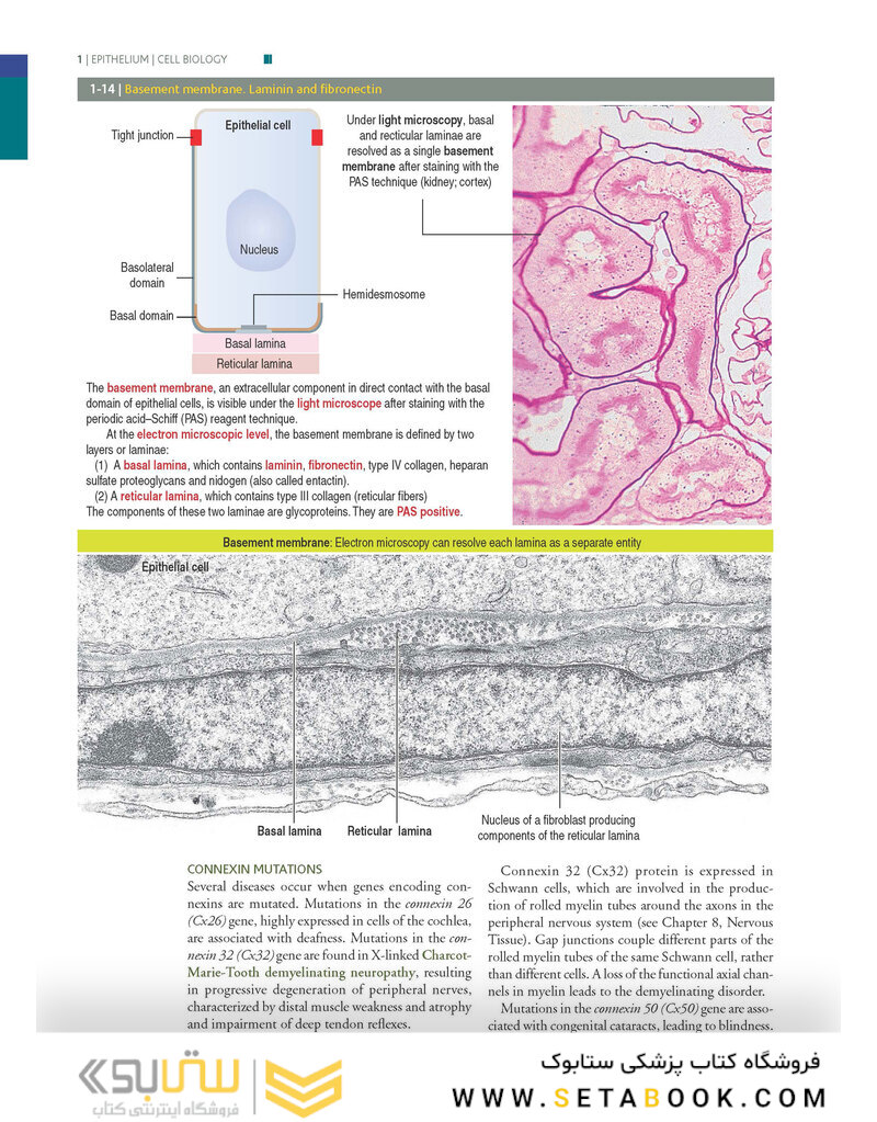 Histology and Cell Biology: An Introduction to Pathology 5th Edition 2020