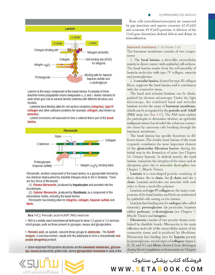 Histology and Cell Biology: An Introduction to Pathology 5th Edition 2020