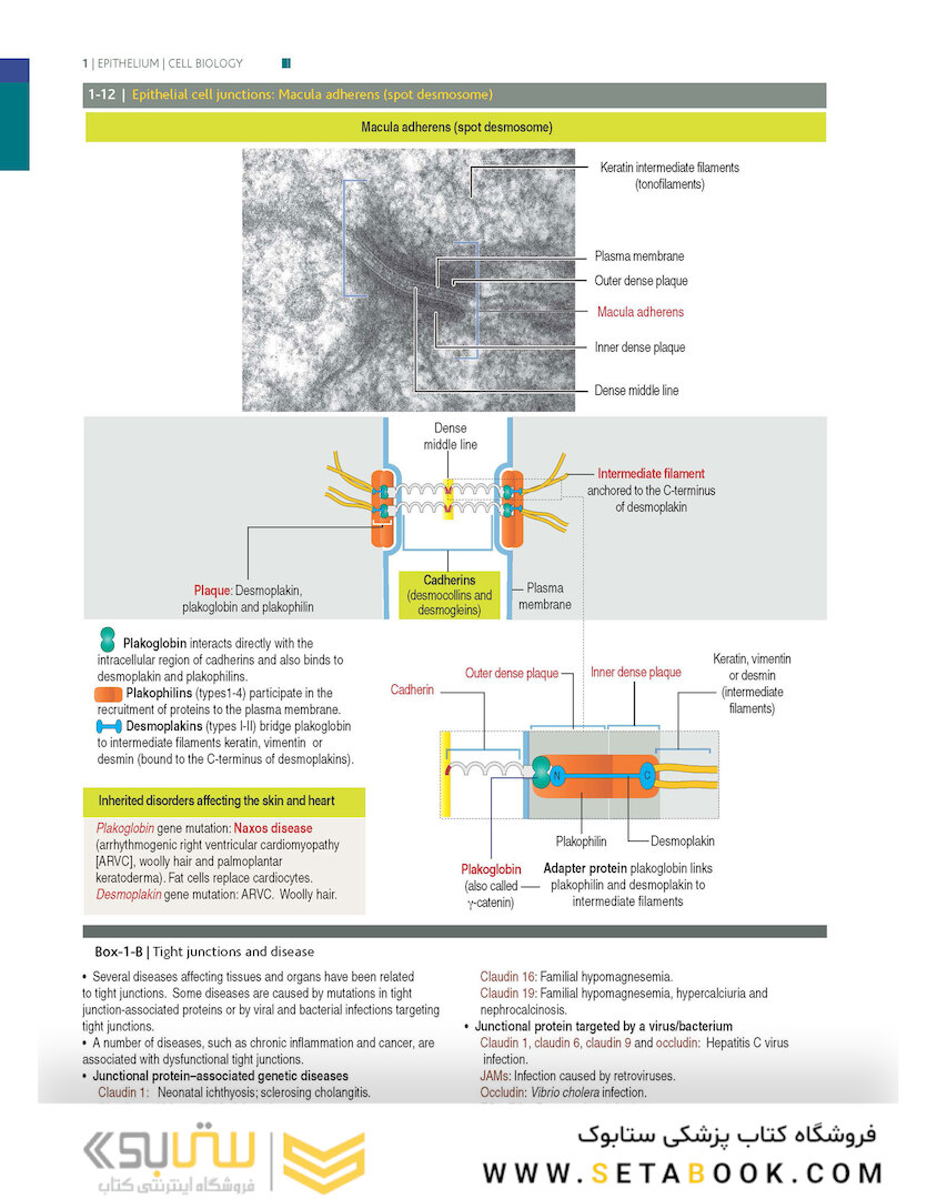 Histology and Cell Biology: An Introduction to Pathology 5th Edition 2020