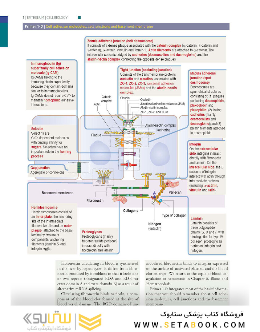 Histology and Cell Biology: An Introduction to Pathology 5th Edition 2020