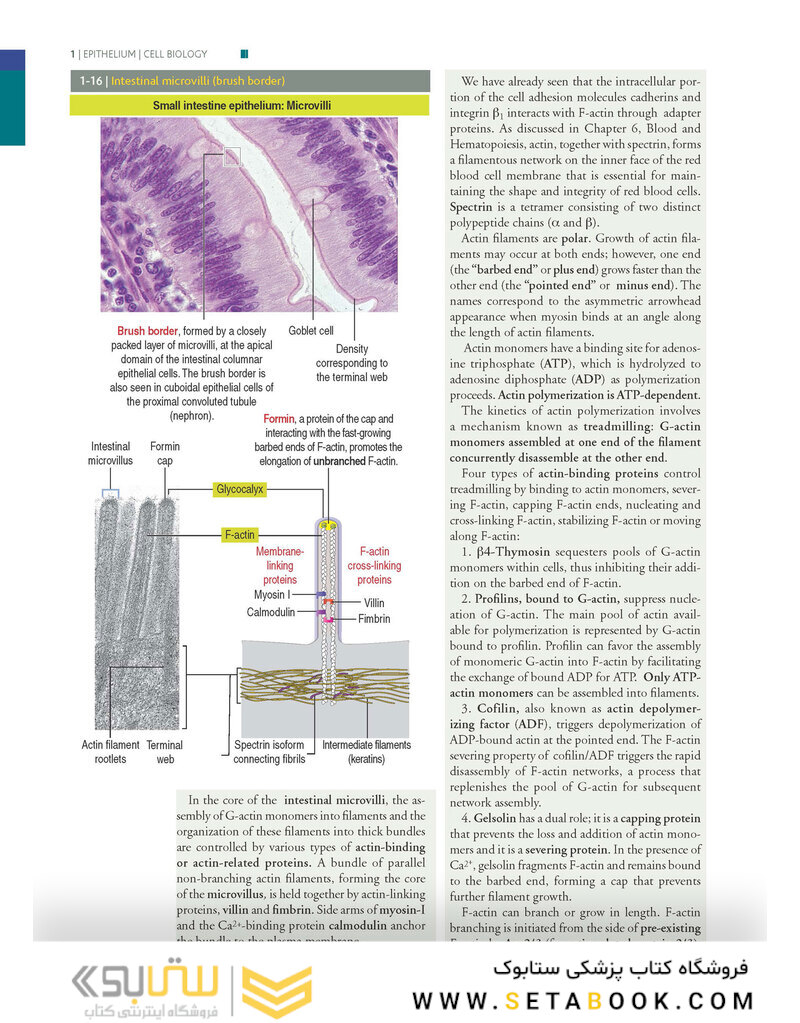 Histology and Cell Biology: An Introduction to Pathology 5th Edition 2020