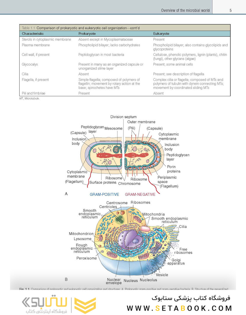 Textbook of Diagnostic Microbiology 7th Edition