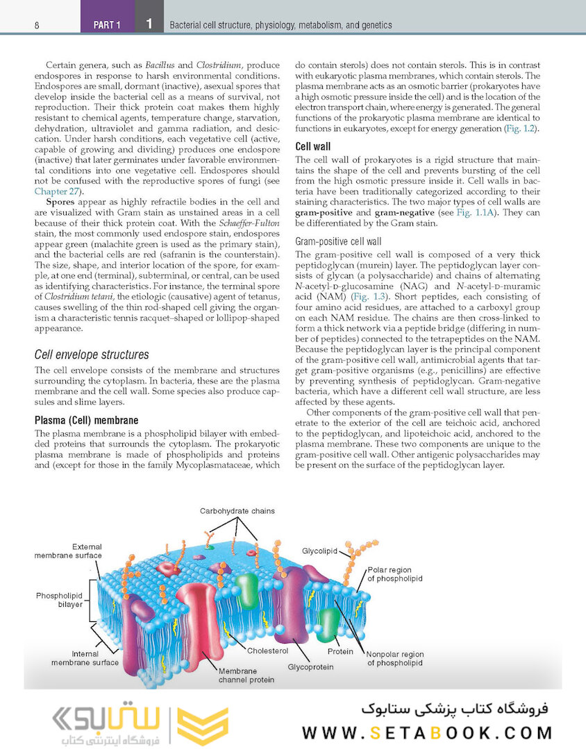 Textbook of Diagnostic Microbiology 7th Edition