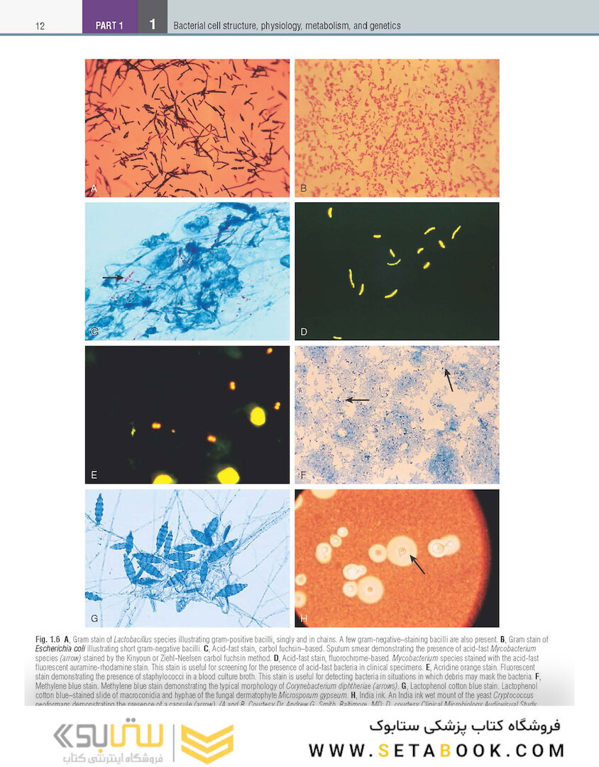 Textbook of Diagnostic Microbiology 7th Edition